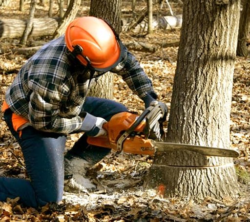 Tree Removal in Leeds, ND